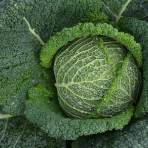 Cabbage Cantasa F1