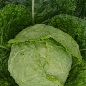 Cabbage Vorbote 3 Hilmar
