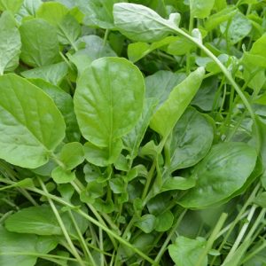 American Land Cress