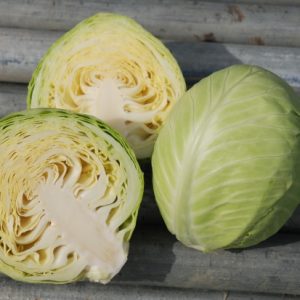 Cabbage Dottenfelder