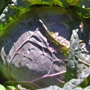 Cabbage Violaceo Di Verona