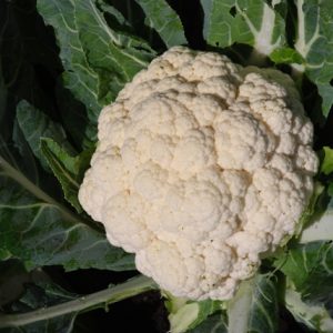 Cauliflower Belot F1