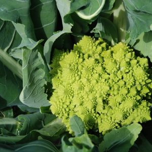 Cauliflower Veronika F1 Romanesco