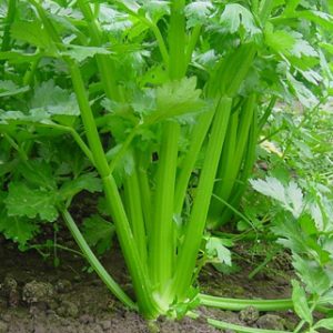 Celery Tall Utah