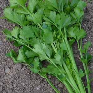 Celery Tango