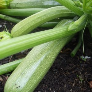 Courgette Genovese
