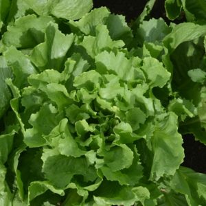 Endive Escariol Green