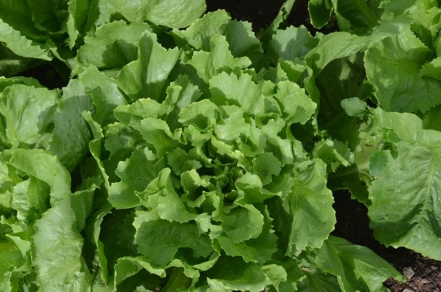 thumbnail interactive-video image 1 of Batavian Full Heart Escarole Seeds – 300+ Heirloom Endive Seeds, Ohio Heirloom Seeds 1 of 5