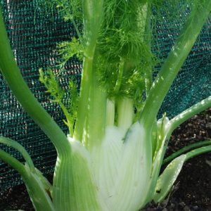 Florence Fennel Fino