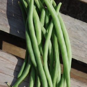 French Climbing Bean Cobra