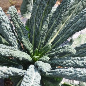 kale nero di toscana