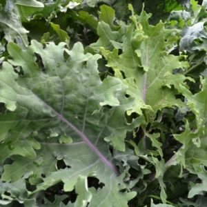 kale red russian curled