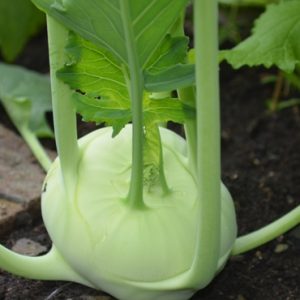 Kohl Rabi Vikora