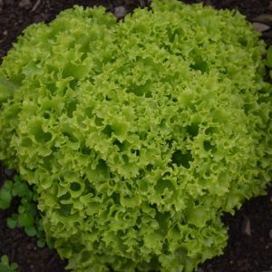 Lettuce Lollo Biondi
