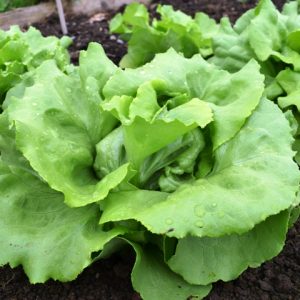 Lettuce Matilda