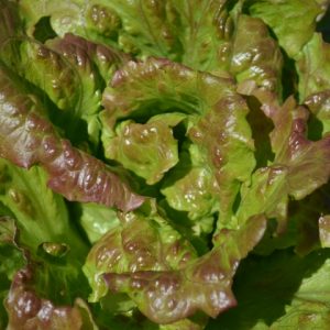 Lettuce Maravilla de Verano