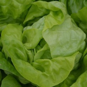 Lettuce Analora