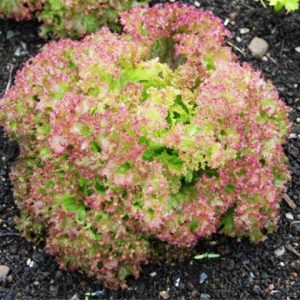 Lettuce Lollo Rosso