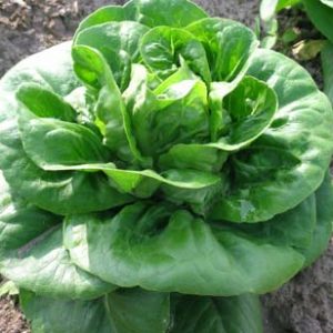 Lettuce Maureen