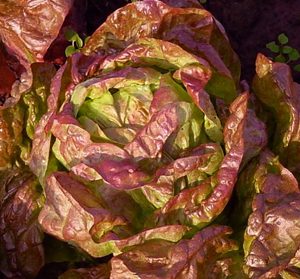 Lettuce Roxy