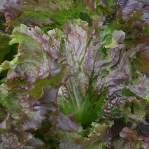 Lettuce Tarengo