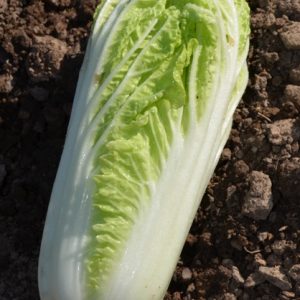 CHINESE CABBAGE