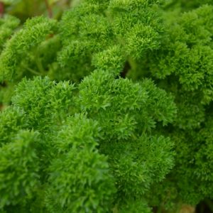 Parsley Green Perle