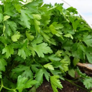 Parsley Italian Giant
