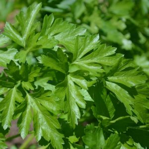 Parsley Plain French