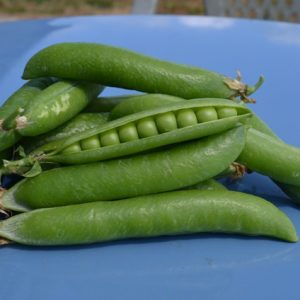 Pea Rondo