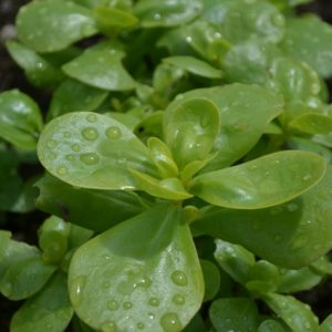 Summer Purslane