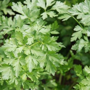 Parsley Halblange