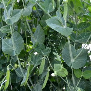 Pea Heraut