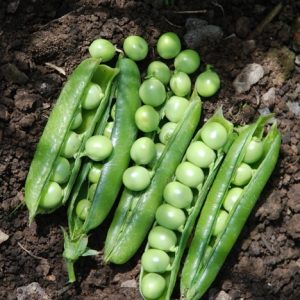 Pea Kelvedon Wonder