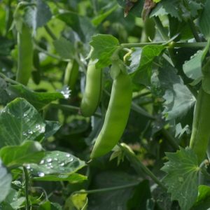 Pea Nairobi
