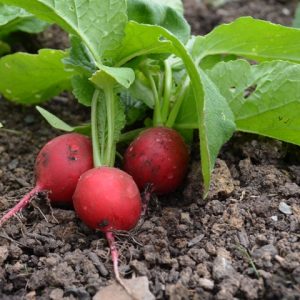 Radish Rudi