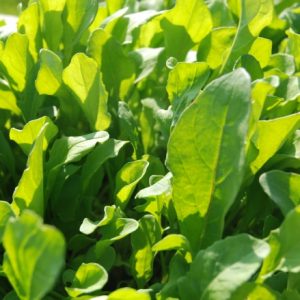 Salad Rocket