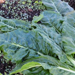 Leaf Beet Perpetual Spinach Erbette