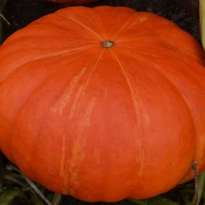 Squash Rouge Vif D'etampes