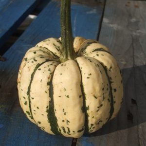 Squash Sweet Dumpling