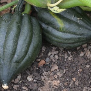 Squash Tuffy
