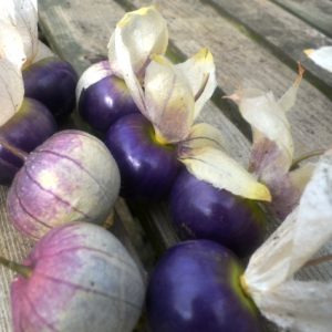 Tomatillo Purple