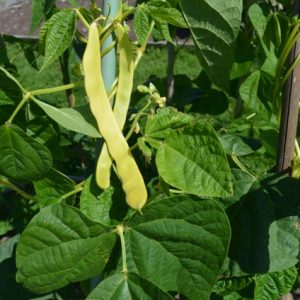 French Climbing Bean Golden Gate