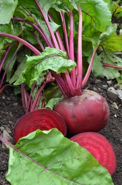 Beetroot Alvro Mono