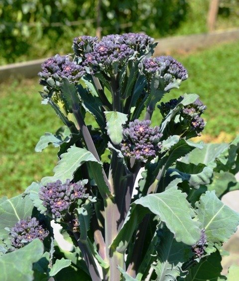 Broccoli Santee