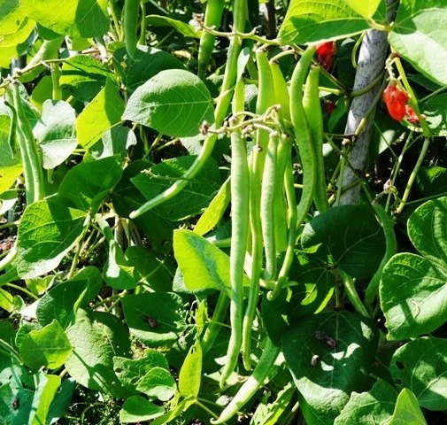 Runner Bean Lady Di