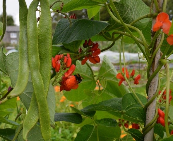 Runner Bean Scarlet Emperor
