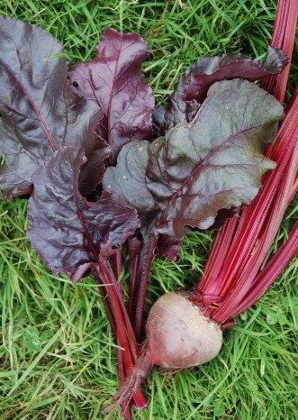 Beetroot Bulls Blood