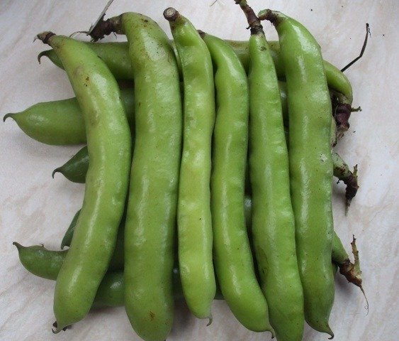 Broad Bean Hangdown Green