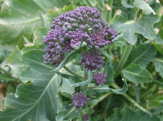 Broccoli Purple Sprouting Early